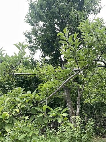 продом дом: ПРОДАЕТСЯ Дачный участок, с. Туз, СТ «Нур» (между с. Туз и с. Чон — 9