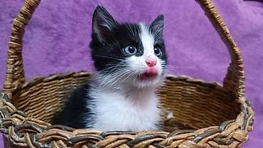 маленькие котята даром: БЕСПЛАТНО! Котята 1,5 месяца, черно-белые мальчики и девочка пантера — 9