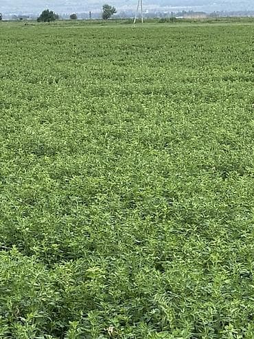 продаётся овес: Люцерна (кормовая трава) — скошенная и высушенная для заготовки — 2