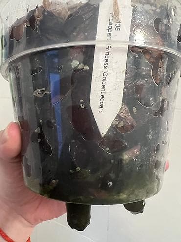 Диффенбахии: Орхидея фаленопсис трилипс Sogo Diamond - Сорт/тип: фаленопсис — 5