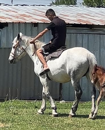 Другие животные: Продаю | Кобыла (самка) | Племенные — 4