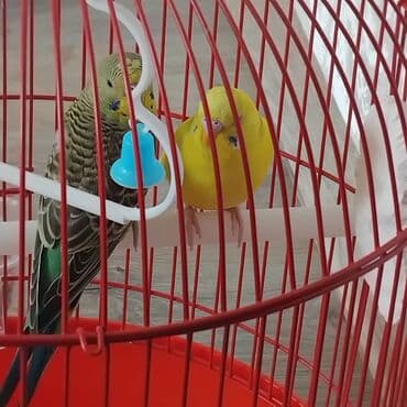 сколько стоит фазан живой: Птицы — 5