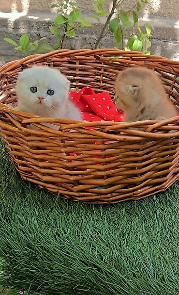 купить шотландских котят: Шотландские котята. Scottish fold окрас серебристая шиншилла — 10