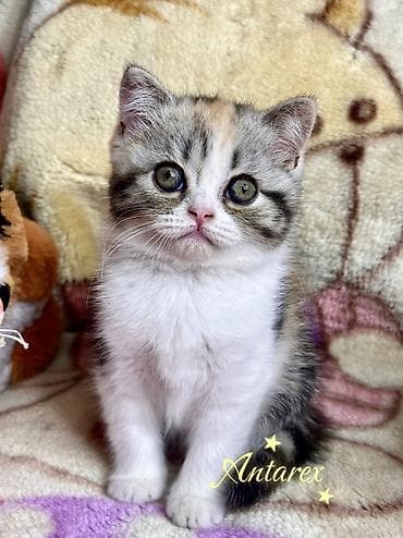 scottish fold: Скоттиш-страйт. Настоящие шотландские котята. Родители из России и — 2