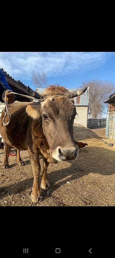 Продаю | Корова (самка) | Для молока
