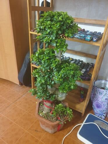 где купить водоросли для аквариума: Продам бонсай. высота 1м. не требует особого ухода. приносит — 1