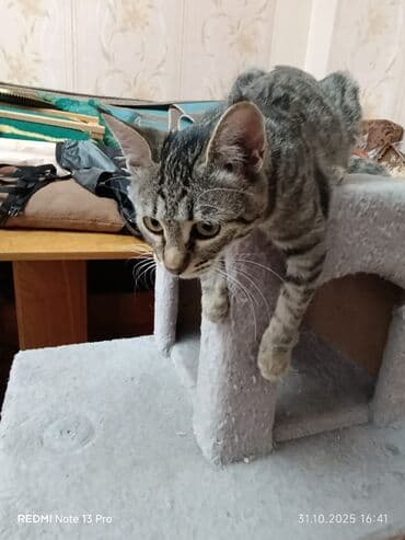 кастрированный кот: Кошка даром: Беспородная, 4 месяца, Девочка, С прививками, Приучена к лотку, Проглистована — 4