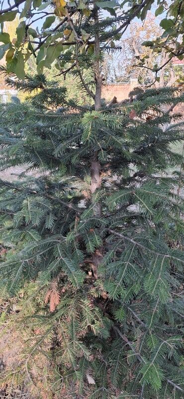 аэратор для газона: Саженцы деревьев: Ели — 7