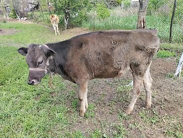 лошади породистые: Продаю | Тёлка | Полукровка, Швицкая | На откорм | Привязанные — 2