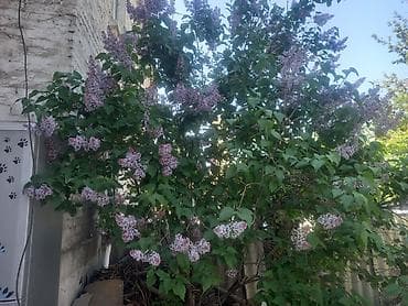 манты казан б у: Цветы сирень, по очень дешёвым ценам, ароматные и натуральные — 3