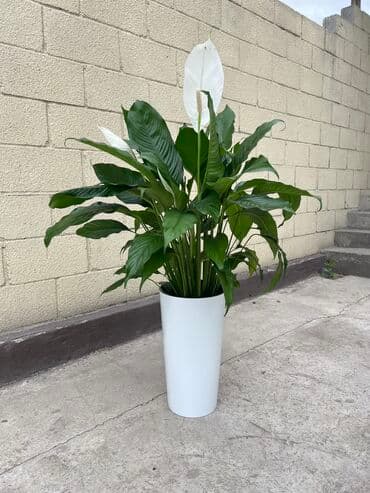Спатифиллум Себастьян гигант 
Высота 1метр
Кашпо отдельно