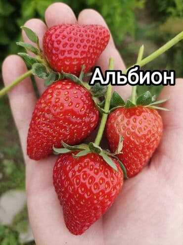 клубника пленка: Продаю саженцы клубники гигантелла от 50 до 100 за штуку чёрный принц — 1