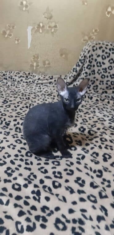 куплю кошку: Продаю котят донского сфинкса: - биколор (черно-белая, черная), велюр — 8