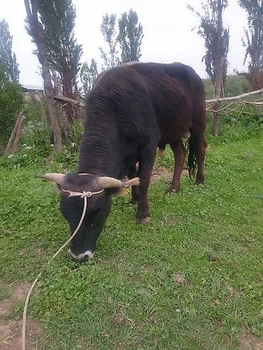 Продаю | Бык (самец) | На откорм | Привязанные
