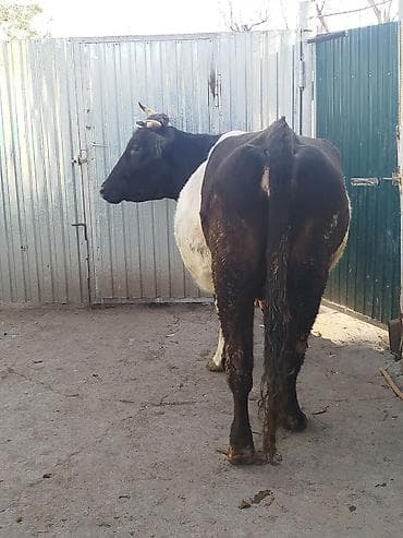 ангус мал: Продаю | Корова (самка) | Для молока — 3