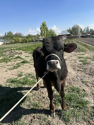 питбуль цена щенка: Продаю | Бык (самец) | На откорм | Привязанные — 2