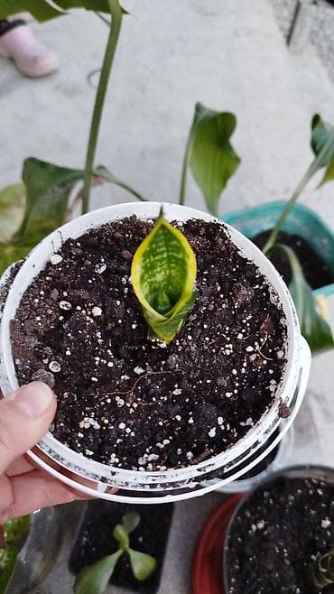 калла: Комнатные растения и укоренённые детки - Крупное тропическое растение — 3