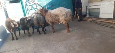 соль для животных: Продаю | Баран (самец) | Гиссарская, Арашан | На забой, Для разведения | Осеменитель — 4