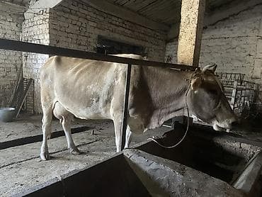 дойный коровы: Продаю | Корова (самка) | Для разведения, Для молока — 1