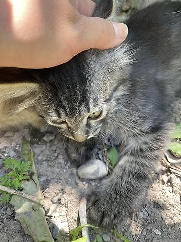 Мышыктар: Котенок! Мальчик ! Ласковый ! Добрый ! Очень спокойный ! Умный ! Ходит — 3