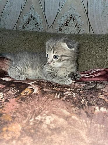 котенок кант: Шотландский вислоухий котёнок (скоттиш-фолд) - Окрас: серебристый — 4