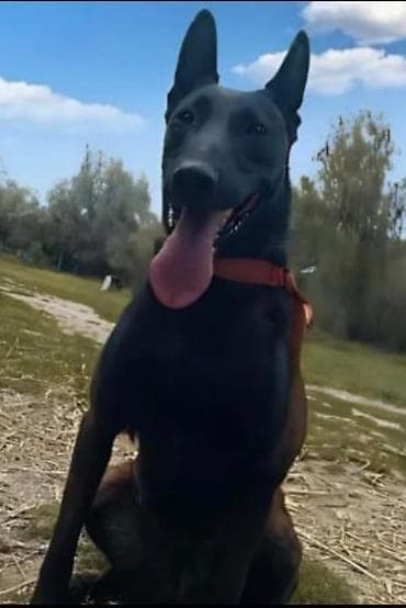 Ит бекер берем: Щенки пастушьей/служебной породы (тип малинуа, окрас соболиный с — 2