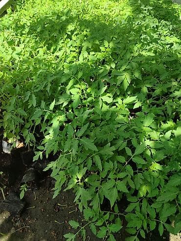 картофель 40 дневка сорта купить: Рассада — 3