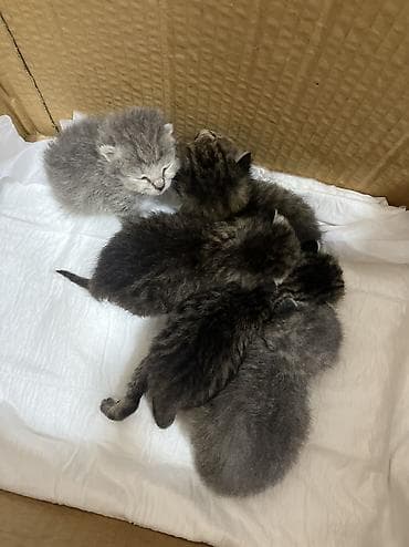 Мышыктар: Котята, несколько маленьких малышей. Окрас: серый, дымчатый и тигровый — 1