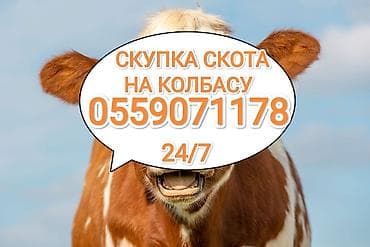 Жеке жак, Колбаса цехи : Уйлар, букалар, Жылкылар, аттар, Башка а/ч жаныбарлары, | Күнү-түнү, Бардык шартта, Союлган