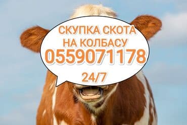 разведение сельскохозяйственных животных: Куплю | Другие с/х животные, Коровы, быки, Лошади, кони | Любое состояние, Забитый, Круглосуточно — 1