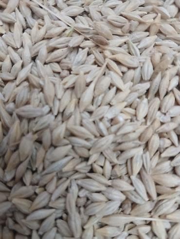 Ячмень семена Нутанс 2 репродукция всхожесть 95 % 5 тонн есть -