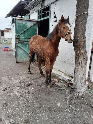 лошади жеребята: Продаю | Жеребенок | Полукровка | Конный спорт | Племенные — 8