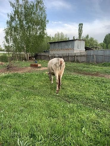 диск пес: Продаю | Корова (самка) | Для молока | После отела — 3