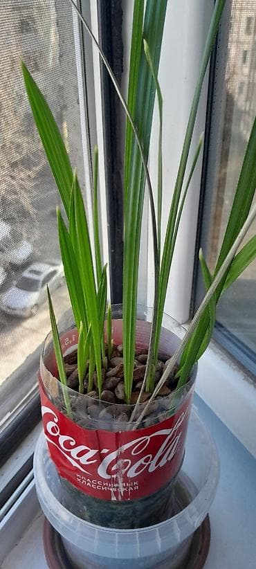 ростки пальмы: Комнатное растение из семейства пальм — сеянцы (молодые побеги) с — 1