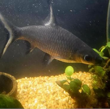 мальки рыб купить: В продаже акулий балу 2 шт,цена 1000(около 20см) и 1500 (около 25 см) — 3