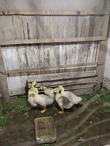 продаю уток: Гусята, молодняк. - Порода: домашние гуси (желто‑белый окрас, у части — 3