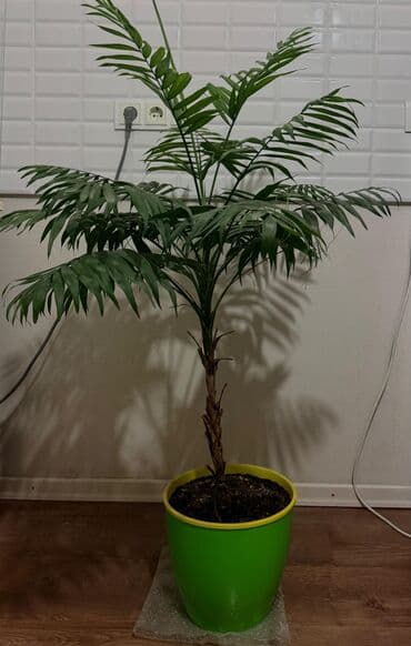 комнатные ростения: 🌴 Комнатная пальма — хамедорея Высота около 120–140 см Здоровая — 4