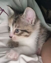 показы 1 354 72 договорная кошка даром британская короткошёрстная 1 год мальчик метис 2 позвонить написать: Котёнок трёхцветной окраски (черепаховый с белым). Компактный, с — 3