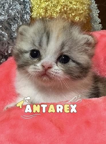 Животные: Чистопородные шотландские котята от красивой привозной пары (Россия) — 3