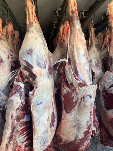 где можно купить собаку хаски: Скупка скот на мясо и вынужденный забой в колбасный — 4