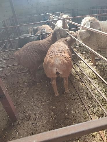 бычки кара балта: Продаю | Ягненок, Баран (самец) | Арашан | Для разведения | Племенные, Осеменитель — 3