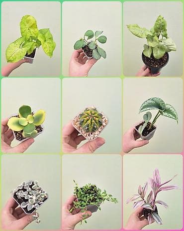 цветы комнатные оптом: • Комнатные растения (укоренённые черенки/детки/молодые — 1