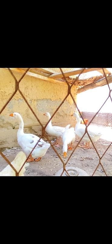 мин булак: Талас орто Арык — 3