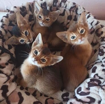 кане корсо купить щенка: Абиссинская, 1 месяц, Мальчик, Приучена к лотку, Проглистована, С документами — 1