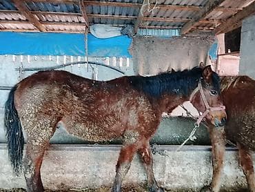 кукуруза на попкорн: Продаю | Кобыла (самка) | Рабочий — 1