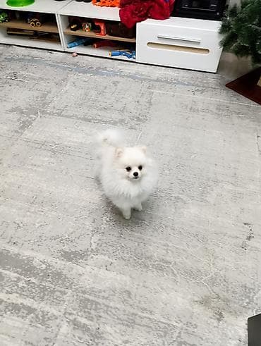 русский охотничий спаниель купить: Шпиц, 4 месяца, Самец — 8