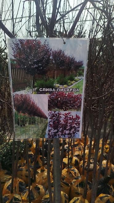 Саженцы деревьев at lalafo.kg Саженцы деревьев