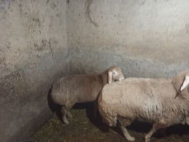 переноска для животных: Продаю | Овца (самка) | Для разведения | Матка — 3
