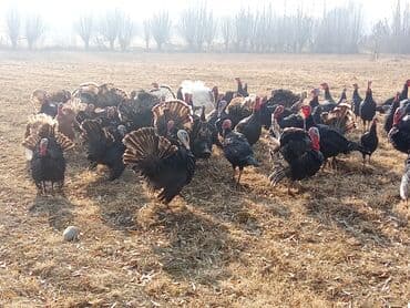 дикие кошки: Продаю | Индюк (самец) | Черный принц | Для разведения | Племенные — 6