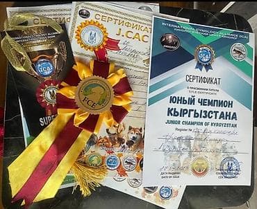 Продажа собак: Французские бульдоги, щенки от титулованных родителей с полным — 2